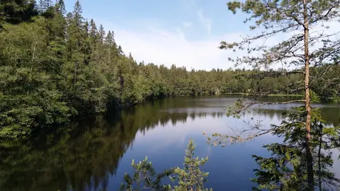 Kroktjern