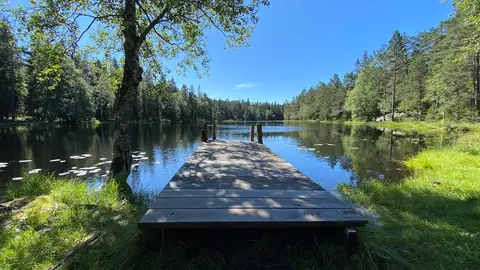 Lauvtjern