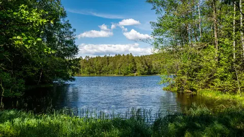 Kroktjern