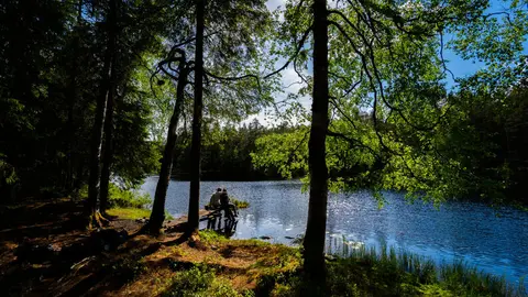 Lauvtjern