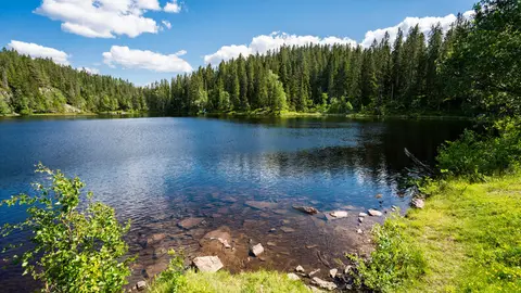Skjennungen