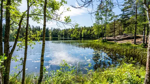 Rundvann