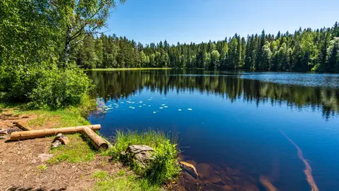 Askevann